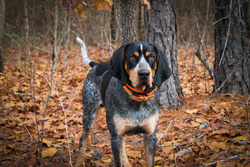 Bluetick Coonhound for bear hunting